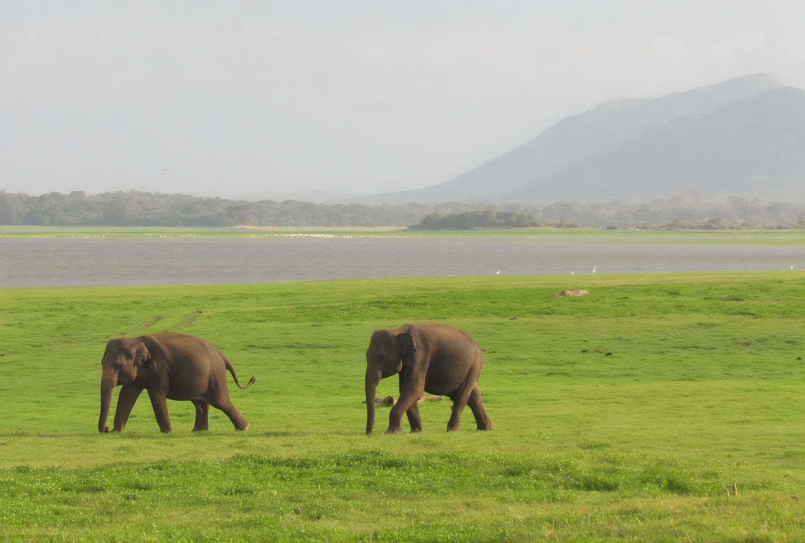 4 Days Wildlife Safari Tour