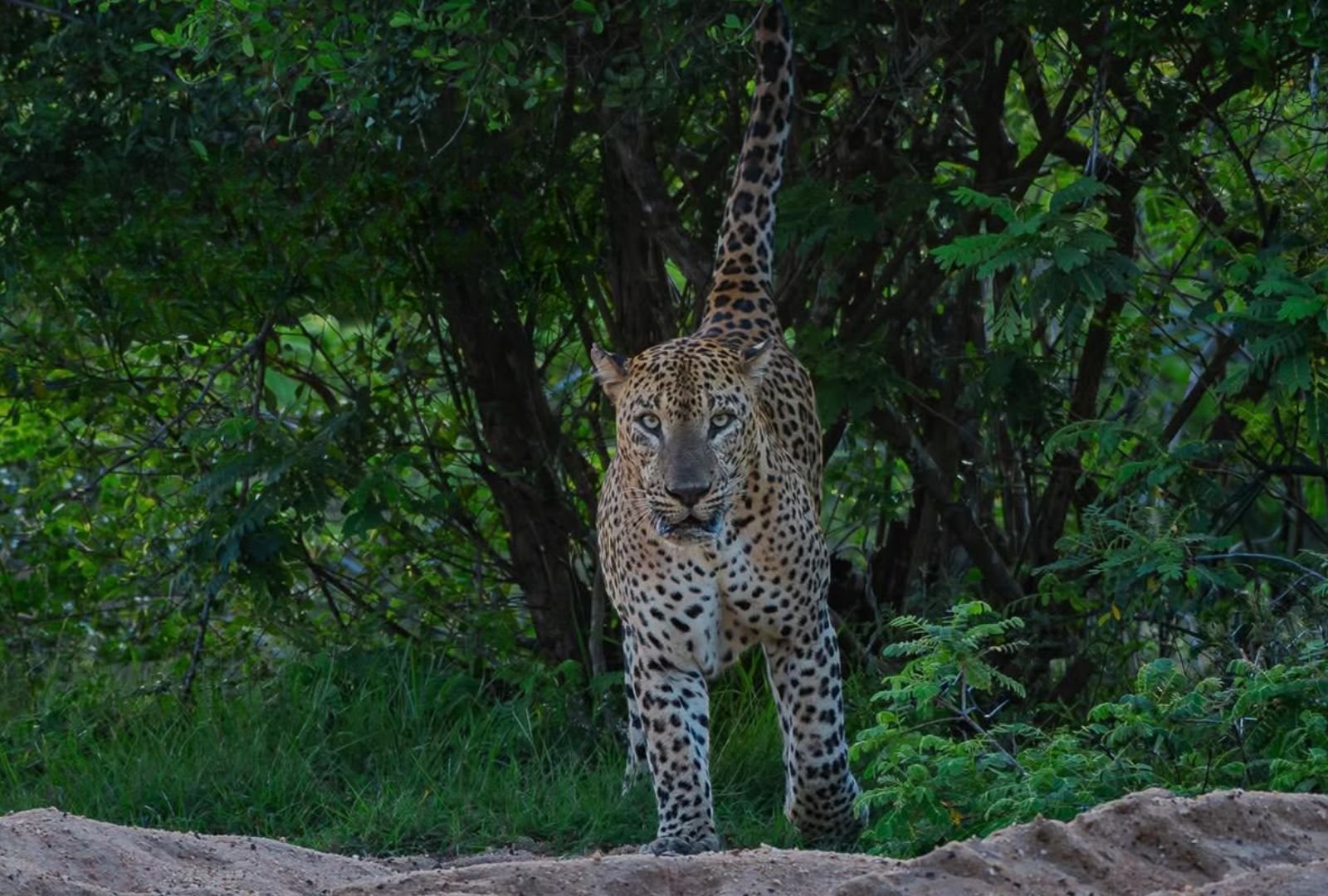 Wild Escape Safari Tour – 2 Nights / 3 Days